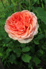 Wonderful pink-orange rose after the rain, close-up.
