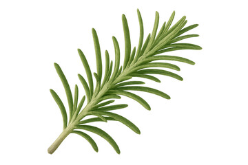 Naklejka premium Detailed rosemary sprig showcasing vibrant green needles, isolated on transparent background, highlighting botanical freshness