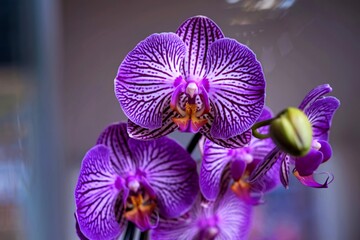 Closeup of purple phalaenopsis orchid blooms