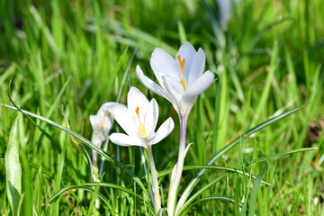 crocus