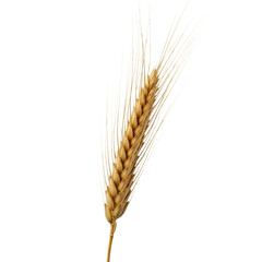 A close up of a single golden wheat ear, showcasing its ripe grains and delicate awns. Ideal for themes related to farming, food production, baking, and healthy eating.
