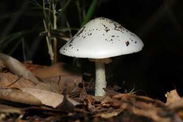 きれいな二等辺三角形の白いつるっとしたカサ、テングタケ属キノコ（自然環境下菌・キノコ類マクロ撮影）