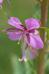 Closeup on the soft purple flowers of the Rosebay willowherb, wildflower, Chamaenerion angustifolium