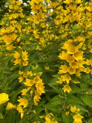 Polska wieś, kwiaty żółte.