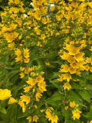 Polska wieś, kwiaty żółte.