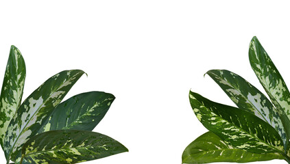 Dieffenbachia Puerto Rico Variegated, Dumb cane has beautiful pattern of green and white colors big leaves with water drops, Isolated on white background, PNG, transparent. Frame, border. Thailand.