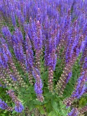 Lawenda, polska wieś.