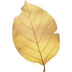 Obraz premium A single dried golden brown leaf