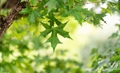 Background of green maple leaves