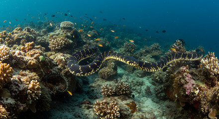 Obraz premium Sleek Sea Snake PNG