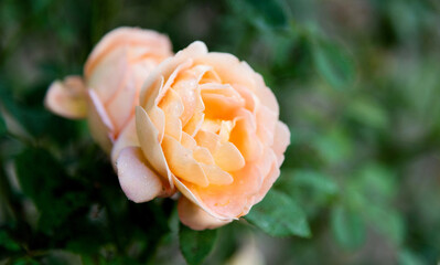 Orange rose flower blooming in the garden