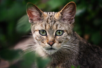 European wild cat (Felis silvestris) detail portrait