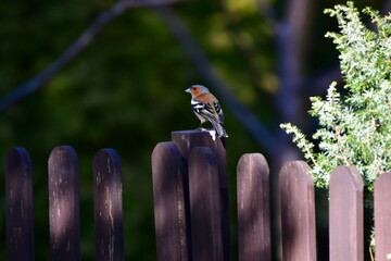 ptak na płocie © Justyna
