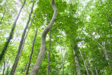 Fototapeta premium 初夏の森の風景 / Early Summer Forest Landscape