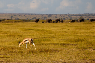 Naklejka premium Gacela y Manada de Elefantes en la Sabana de Kenia