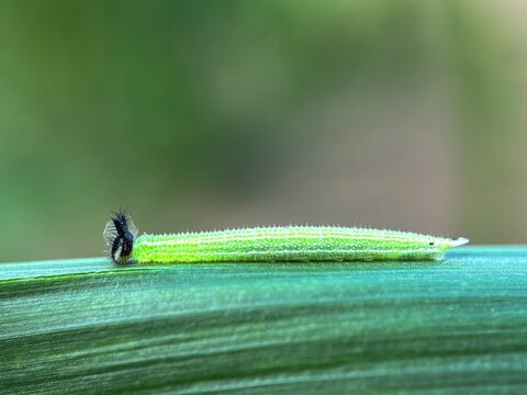 Close up of caterpillar (Melanitis leda), Common evening brown larvae