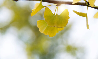 Obraz premium Background of yellow ginkgo tree leaves