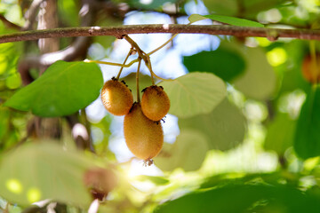 Fresh kiwi fruits on the tree
