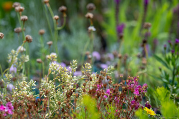 Whimsical garden- close up of various flowers and grasses, blurry background for gardener, garden center, gardening
