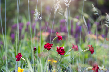 Whimsical garden- close up of various flowers and grasses, blurry background for gardener, garden center, gardening