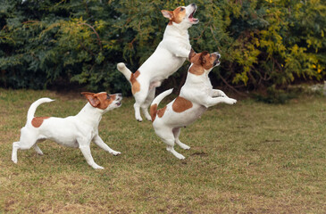 Three energetic jack russell terriers frolicking outdoors in a lively playtime scene in the backyard
