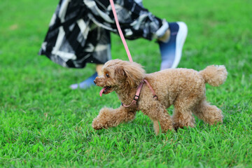 飼い主さんと芝生の公園を散歩するトイ・プードル