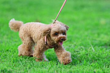 初夏の美しい芝生の上を散歩するトイ・プードル