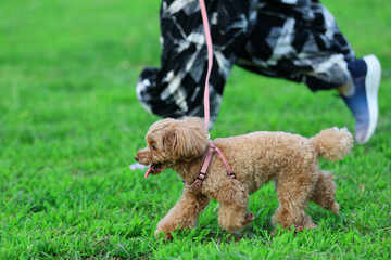 飼い主さんと芝生の公園を散歩するトイ・プードル