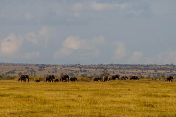 Gran Manada de Elefantes Caminando por la Sabana de Kenia