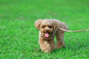 Fototapeta premium 新緑の芝生の公園を散歩しているトイ・プードル