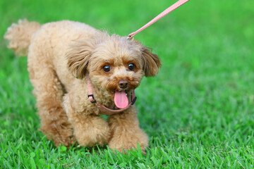新緑の芝生の公園を散歩しているトイ・プードル