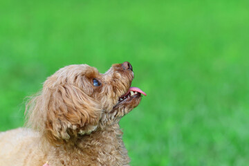 空を見上げるトイ・プードル