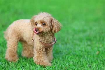 緑の公園で遊ぶトイ・プードル