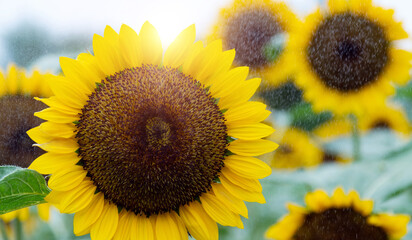 Fototapeta premium Blooming sunflowers in the rain