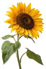 Obraz premium sunflower isolated on white