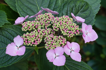 Rosa Tellerhortensien