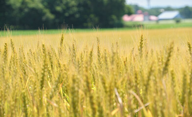 初夏の恵庭の麦畑 / Early Summer Wheat Field in Eniwa
