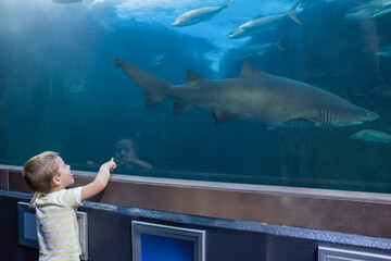 Boy standing by aquarium window pointing at shark swimming with small fish over dark display panel