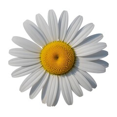 Daisy Flower Isolated on Transparent Background with Bright White Petals and Yellow Center