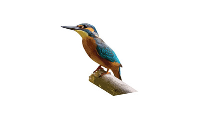 Vector  fish-winged bird design fully editable high quality