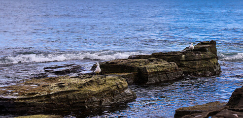 Seagull on the rocks. Vacation at sea.