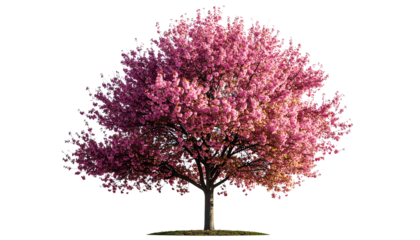 Isolated deciduous tree with lush green foliage, perfect for architectural renderings, landscape designs, or environmental projects