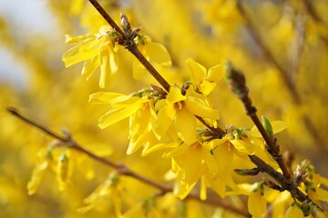 Bright yellow forsythia blossoms on branches flowers spring