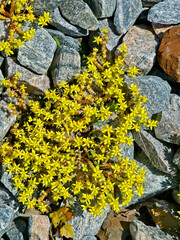 an yellow moss on the rocks