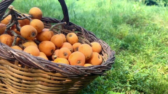 Basket Full of Freshly Harvested Loquats from the Tree.