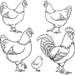 Chicken and Rooster Line Art Vector Farm Bird Illustration