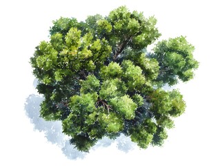 Obraz premium Vector tree top watercolor hand drawn view isolated on white background for landscape plan and architecture layout drawing, elements for environment and garden. Watercolor Landscape.