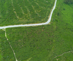 A vast aerial shot showcasing a dense green forest with a narrow, winding pathway cutting through...