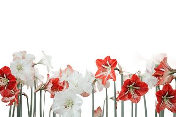 Orange and white flowers standing tall against soft light background in full fresh spring bloom