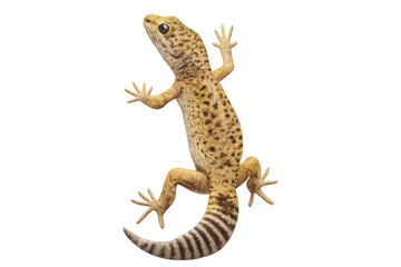 Naklejka premium Leopard gecko climbing transparent backdrop, revealing intricate spotted pattern and vivid coloration, highlighting reptile's delicate skin texture